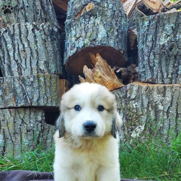 Cookie, Great Pyrenees Puppy
